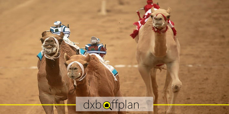 دبي تستضيف سباقات الهجن التي تعمل بالروبوت