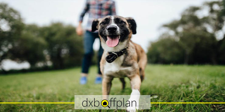 Dubai Hills Estate is a Pet-Friendly Region
