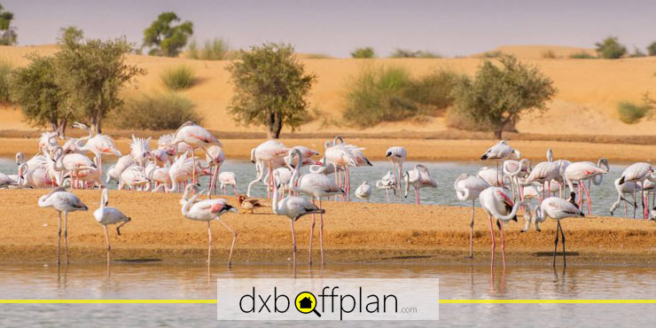 استكشاف الحياة البرية شيء آخر يجب القيام به في القدرة في دبي
