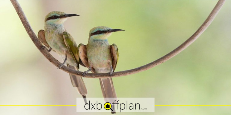 Try Bird Watching
