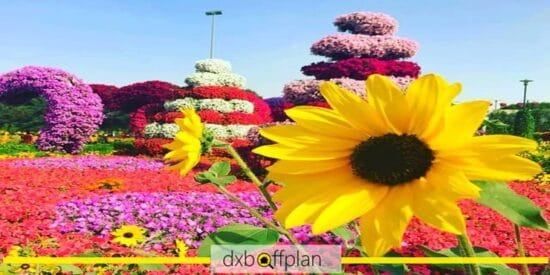توصيات حديقة دبي المعجزة للزوار